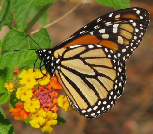 12-days-of-christmas-butterflies-12-monarch-the-king-of-butterflies-to-celebrate-the-birth-of-the-king-of-kings_l