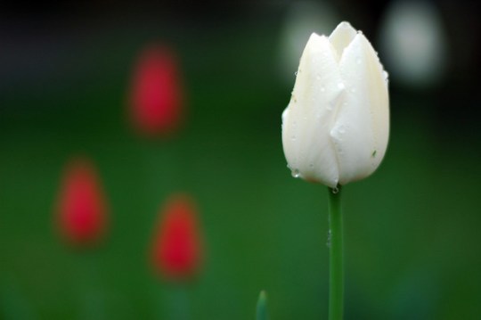 tulips-15_l