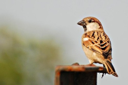 sparrow