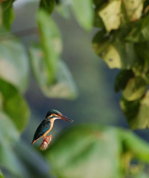 kingfisher-7_l