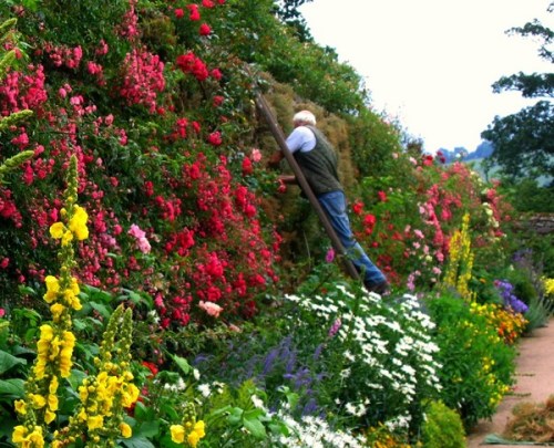 the-head-gardener-at-haddon-hall-derbyshire_l