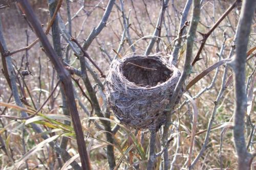 nest