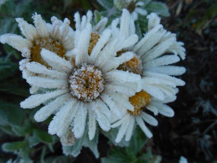 1000325_447781798676389_1852459870_n