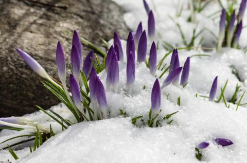 crocus-in-the-snow_l