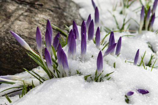 crocus-in-the-snow_l