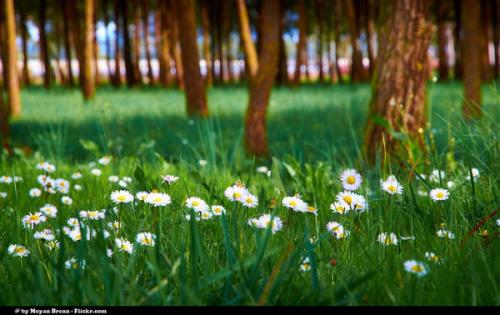 spring-53_l