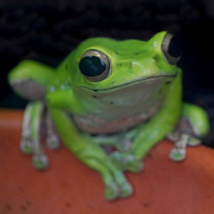 Green frog