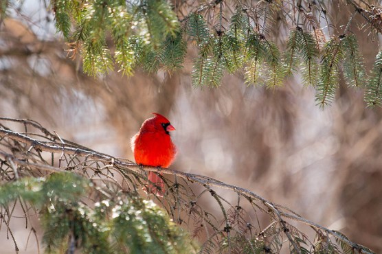 cardinal
