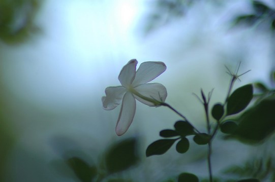 Photo credit: nexus6 / Foter / CC BY-NC-SA