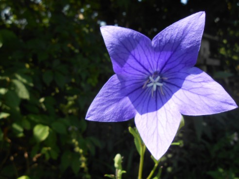 balloon flower