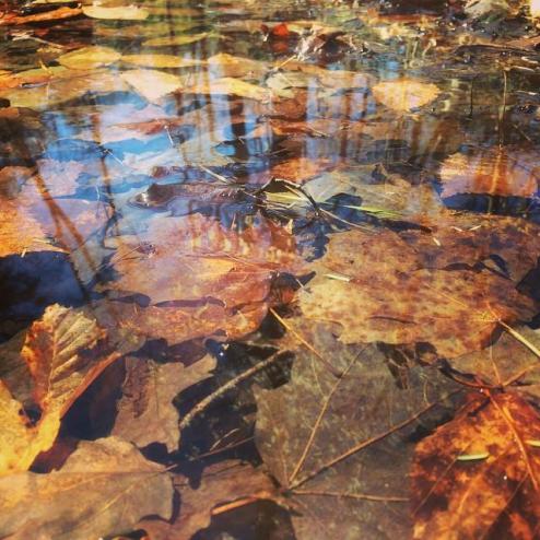 1513696_728458610608705_3807926858765808098_n