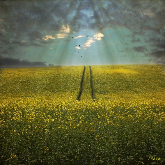 8733483995_b8b386d372_c