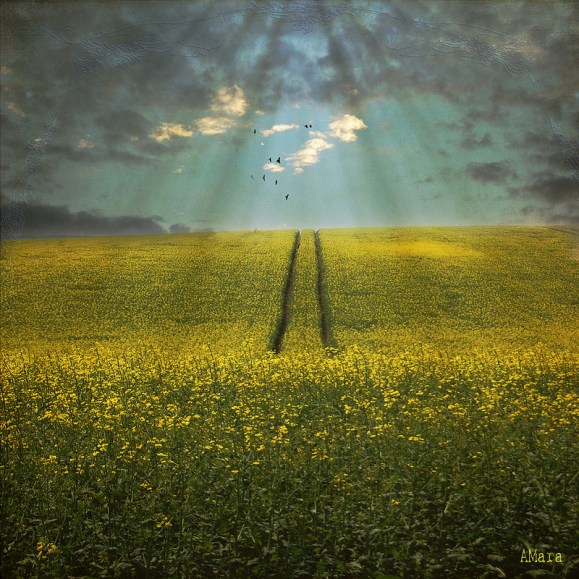 8733483995_b8b386d372_c