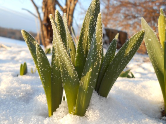 frozen tulips 3