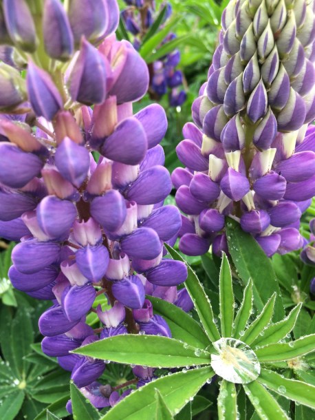 lupine