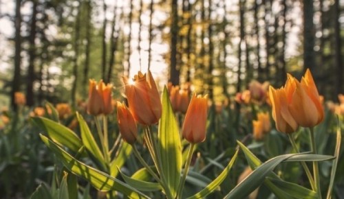 sunset-tulip-forest