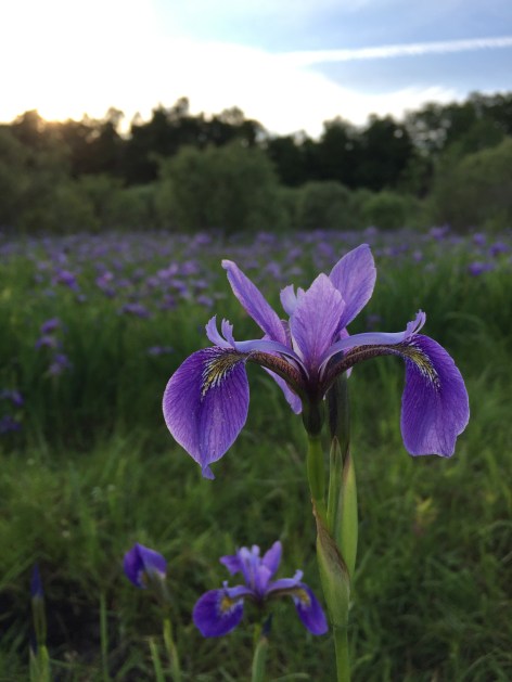 wild iris